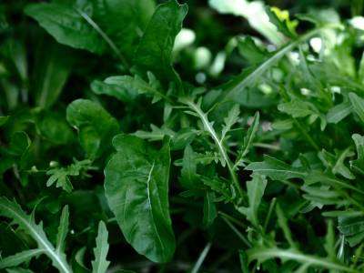 Arugula plant growing in a vegetable garden