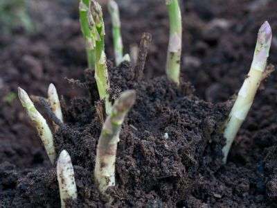Asparagus growing out of soil