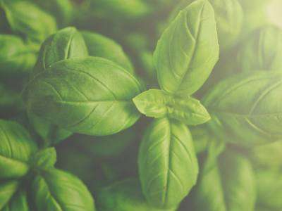 Basil grown in a vegetable garden