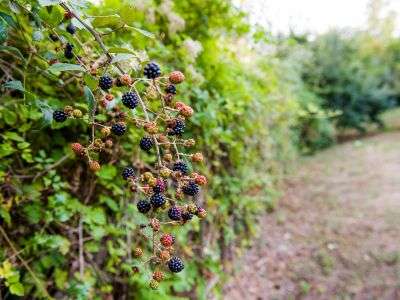 Blackberries growing in a garden