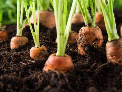 Cold weather can turn them even sweeter and crunchier. They can be grown in the fall or a spring and a god source of vitamin A that can be stored for several months.