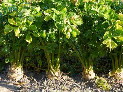 Celery plants growing in a vegetative garden