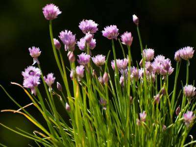 Chives growing in a vegetable garden
