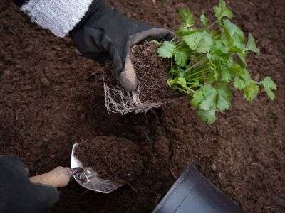 Cilantro being planted in a vegetable garden soil