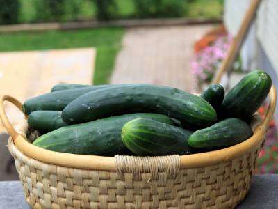 Cumbers harvested from a vegetable garden in a basket