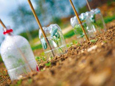 DIY garden cloches made of soda bottles