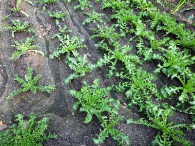 Endive plants growing in a vegetable garden