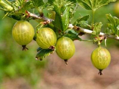 Gooseberries growing on a bush
