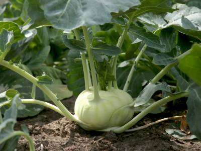 Kohlrabi plant growing in a vegetable garden