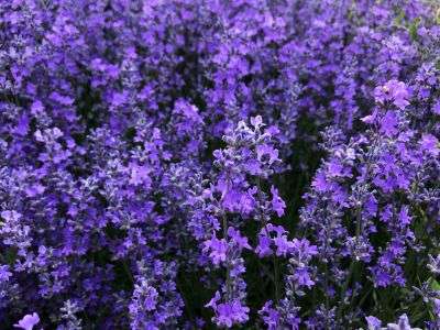 Lavender growing in an herb garden