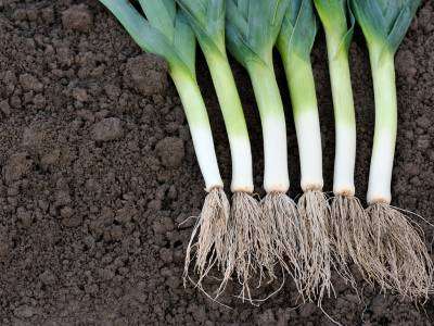 Leeks They can be harvested even from frozen ground.