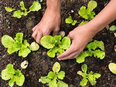 Lettuce growing in a vegetable garden