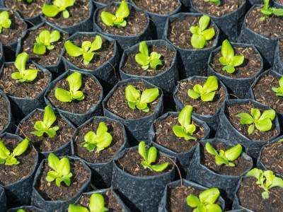 Corn salad plant growing in a garden