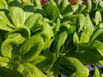 Mustard greens growing in a vegetable garden