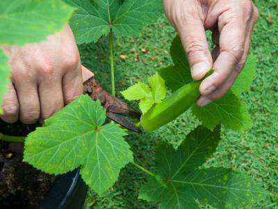 Okra plant in a Vegetable garden being harvested