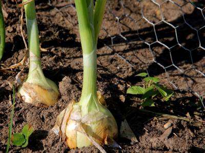Onions are a cool-season crop that can be stored for several months. They are a good source of vitamins C and B6.