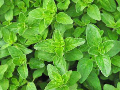 Oregano growing in an herb an vegetable garden