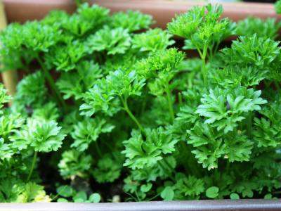 Parsley growing in an herb/veggie garden