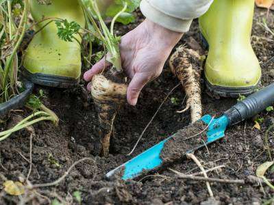 Parsnips
Like carrots, they sweeten after a frost.