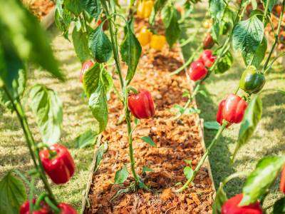 Pepper plants growing in a vegetable garden