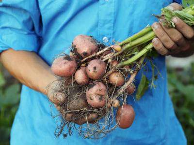 Potatoes are a cool-season crop that can be stored for several months. They are a good source of carbohydrates and potassium, and they make…French fries!