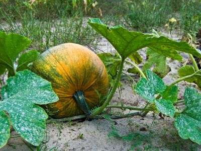 Pumpkin growing in a garden