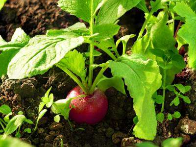Radish plant growing in a vegetable garden