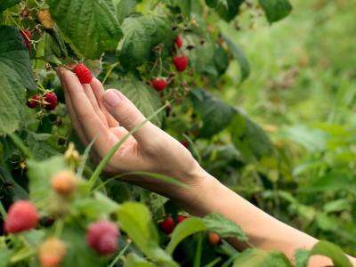 Raspberries growing in a garden