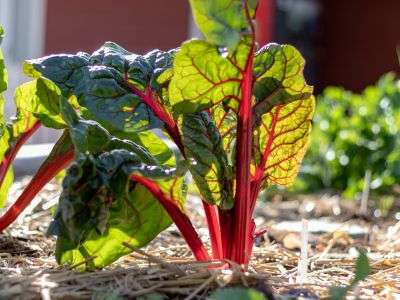 Rhubarb stalk growing in a garden