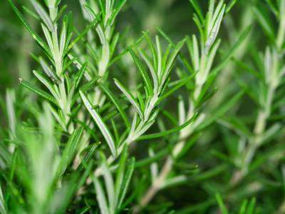 close up of Rosemary growing in a vegetable garden