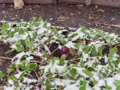 Rutabagas growing in a frost covered garden