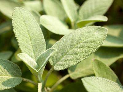 Sage leaves close up of plant growing in a vegetable garden
