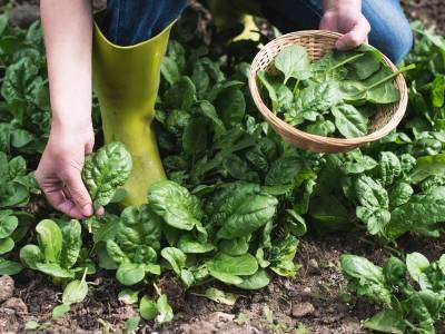 Spinach plant growing in a vegetable garden