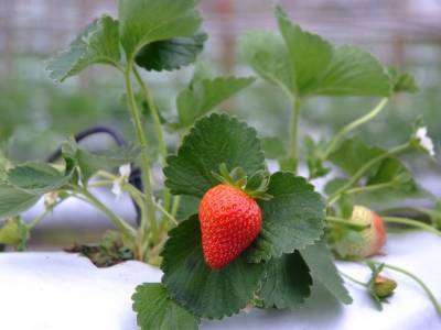 Strawberries can produce fruit from spring to fall.