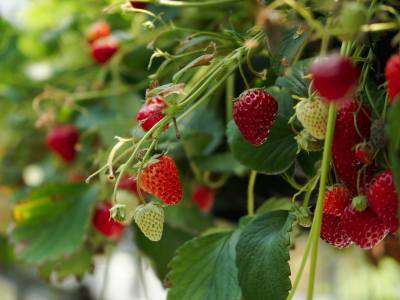 Strawberries growing in a vegetable garden