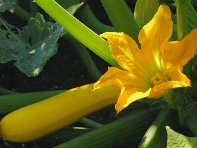 yellow summer squash and blossom growing in a vegetable garden