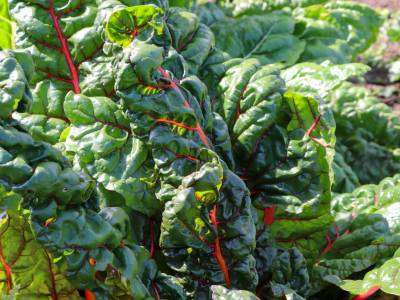 Swiss chard growing in a vegetable garden