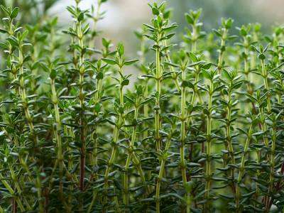 Healthy tall Thyme plants growing in a vegetable garden