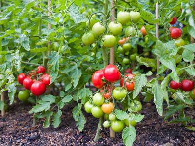 Tomato plants growing in a vegetable garden