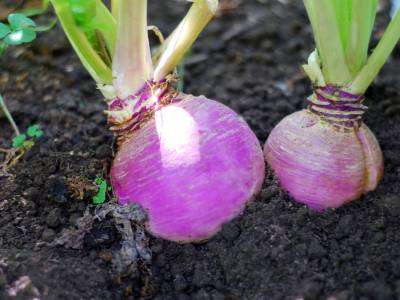 Both the roots and greens of turnips are edible. It matures quickly and can be mulched for overwintering.
