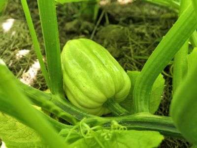 Acorn squash, aka winter squash, growing in a garden