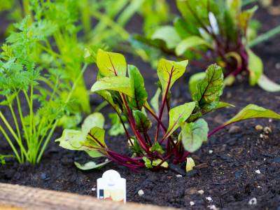 Beets plant growing in a vegetable garden