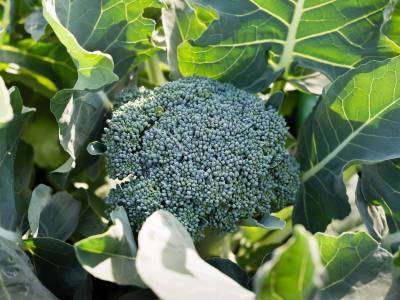 It produces side shoots which can be harvested throughout winter for several weeks. Broccoli is a good source of vitamins C and K.