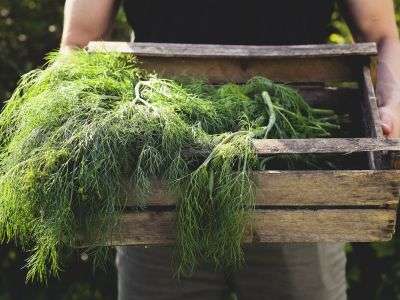 Fresh dill harvested from an herb garden