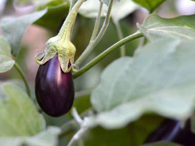 eggplant growing in a vegetale garden