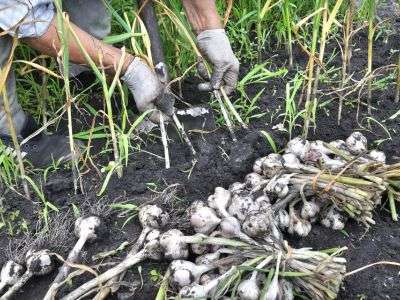 Harvesting garlic from a zone 7 garden bed