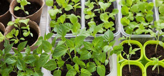 Start your winter garden seedlings indoors