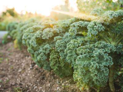 Great for salads, smoothies, and crisping up for a snack. This nutrient-rich leafy green becomes sweeter after a frost. It is a good source of vitamins A, C, and K, and it can be eaten raw or cooked.