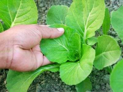 Pak Choi/Bok Choy growing in a vegetable garden