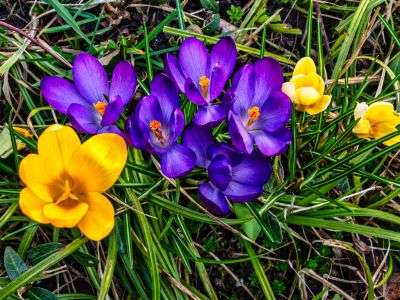 Yellow and purple Crocuses growing in a garden